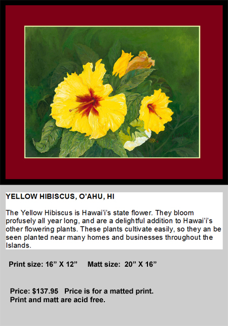 Yellow Hibiscus LG